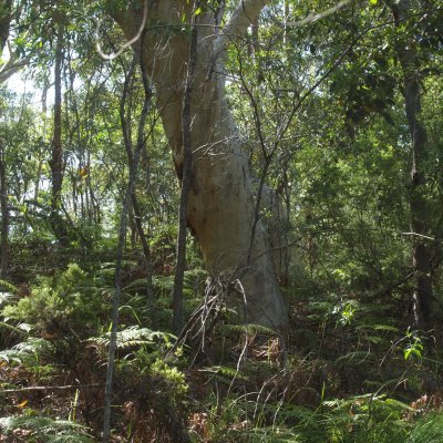 Woodland in the Cooloola dunes near Rainbow Beach. Image: Lui Weber